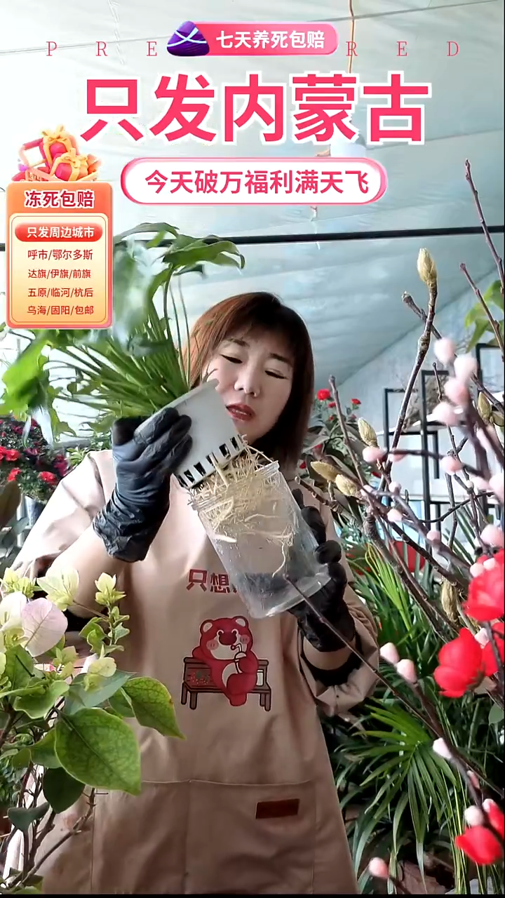 完全开放小天使春雨