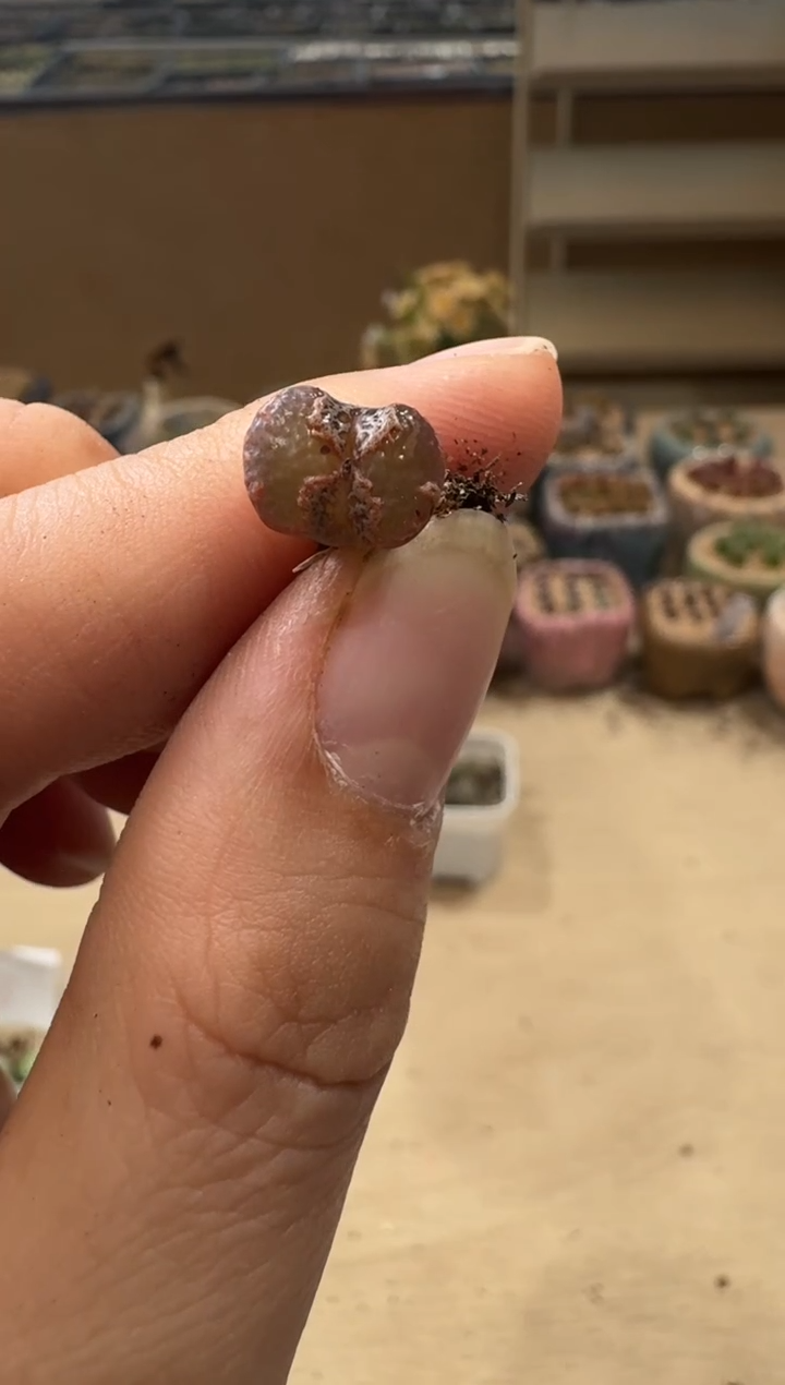 d****r8-57多肉植物肉锥