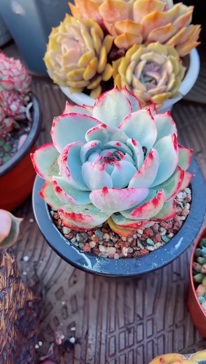 【闪购商品】23207