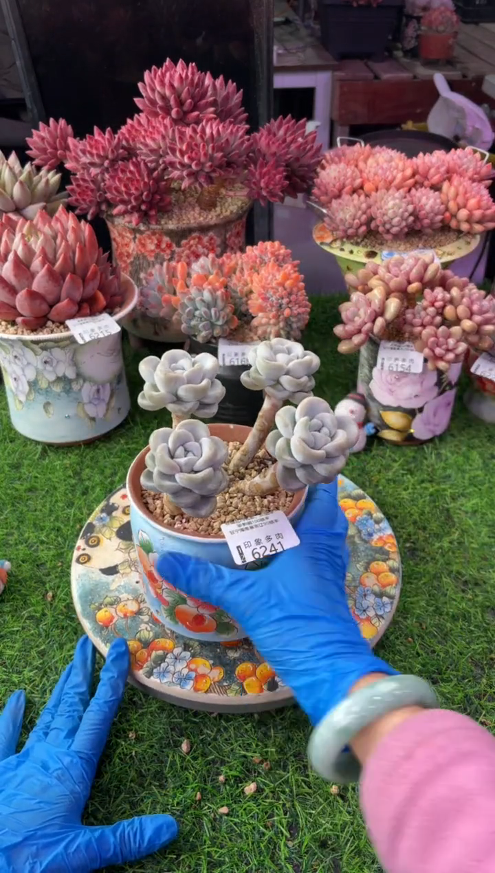 昆明印象多肉6241