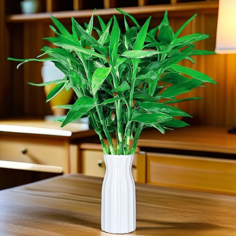 带挂件富贵竹水培植物办公室客厅花卉绿植花水养节节高