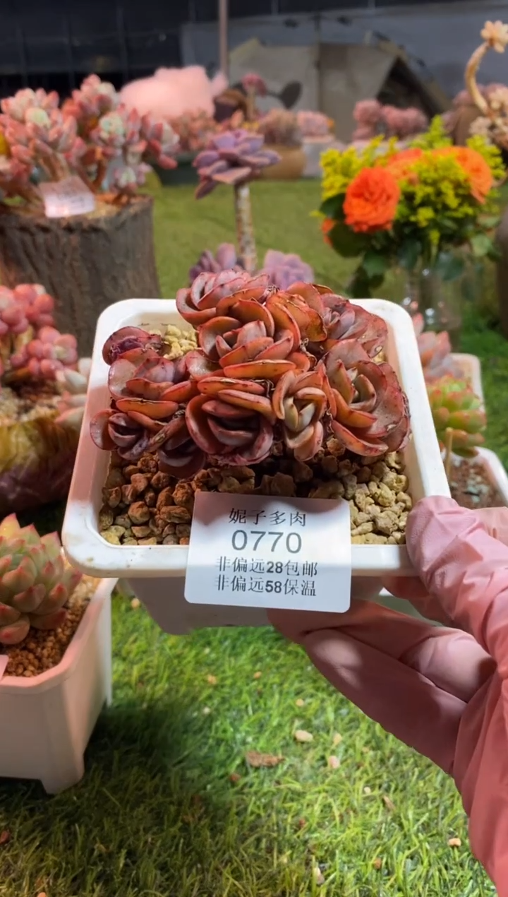 【闪购商品】0700a