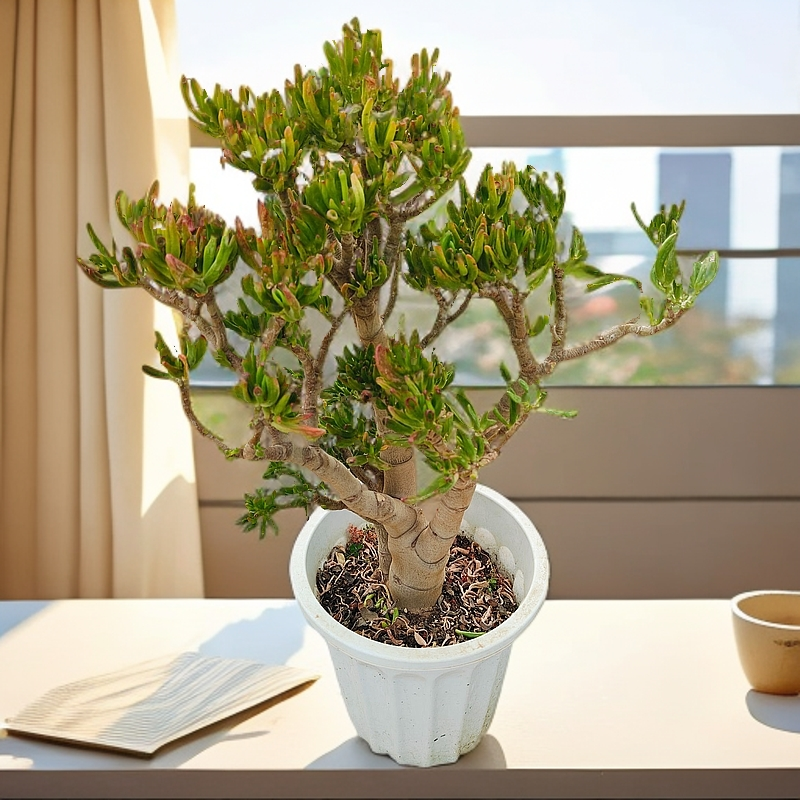 一物一拍  好种好养 树形多肉 新手老手都可养  室内室外能