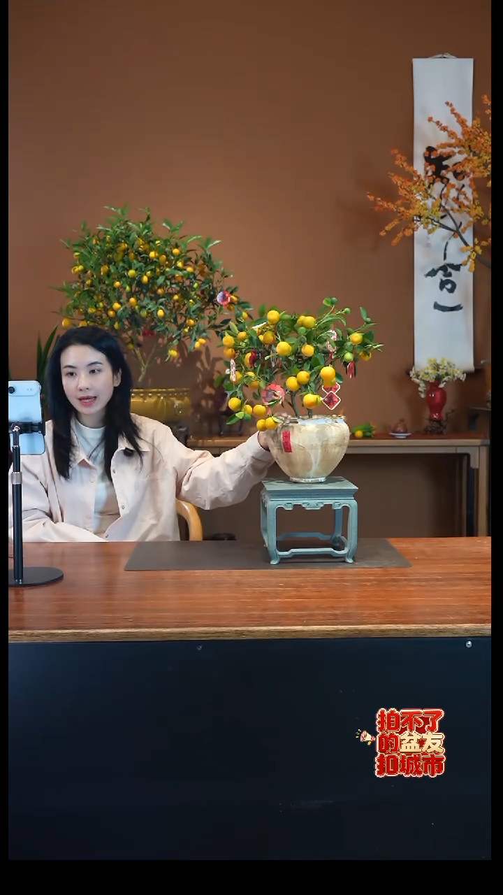 全部花朵小金吉盆景盆景盆景