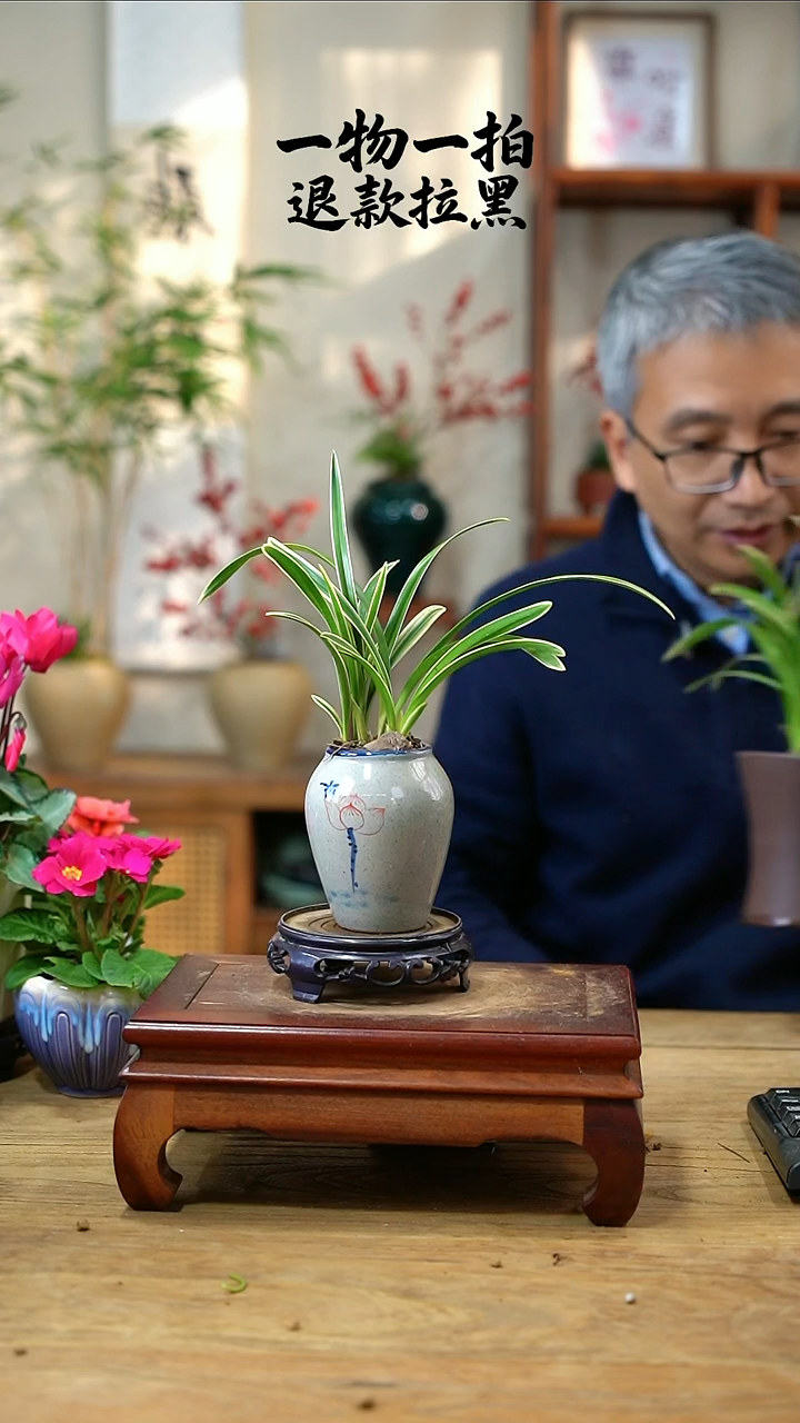完全开放萍*～兰花150