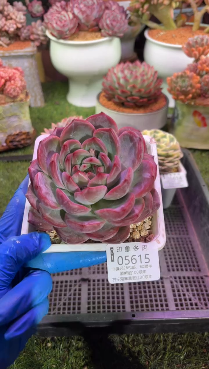 【闪购商品】05615