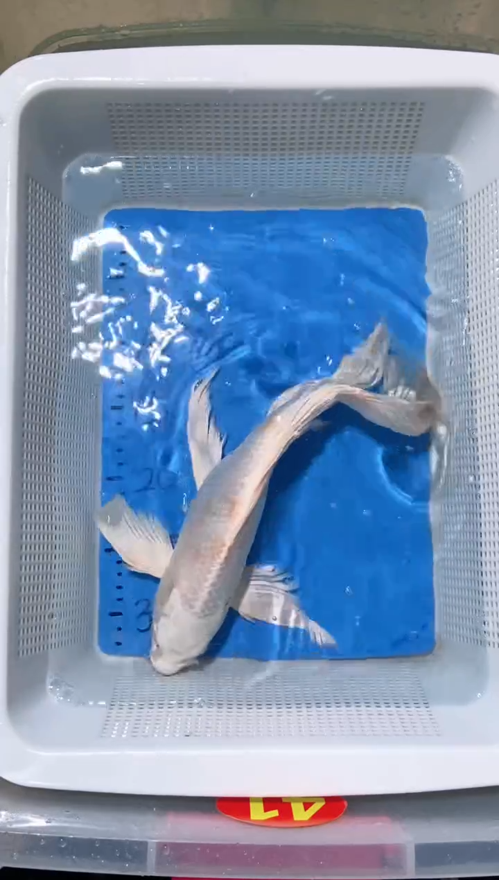 锦鲤锦鲤蝴蝶鲤鱼拍开箱视频包售后微瑕