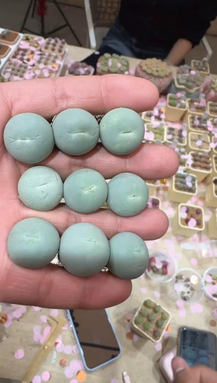 212多肉植物肉锥鸽子蛋一颗