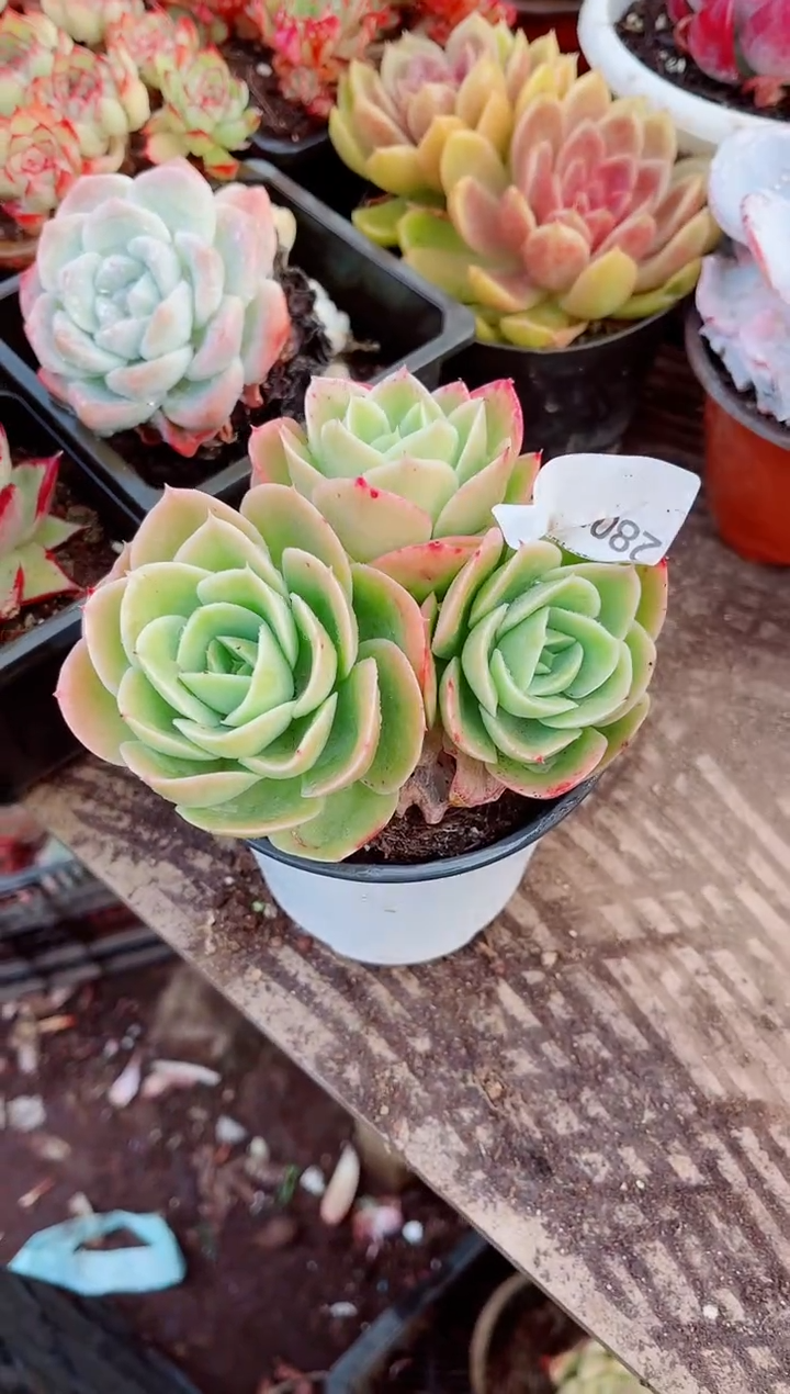 路***挽跃跃精品多肉28030