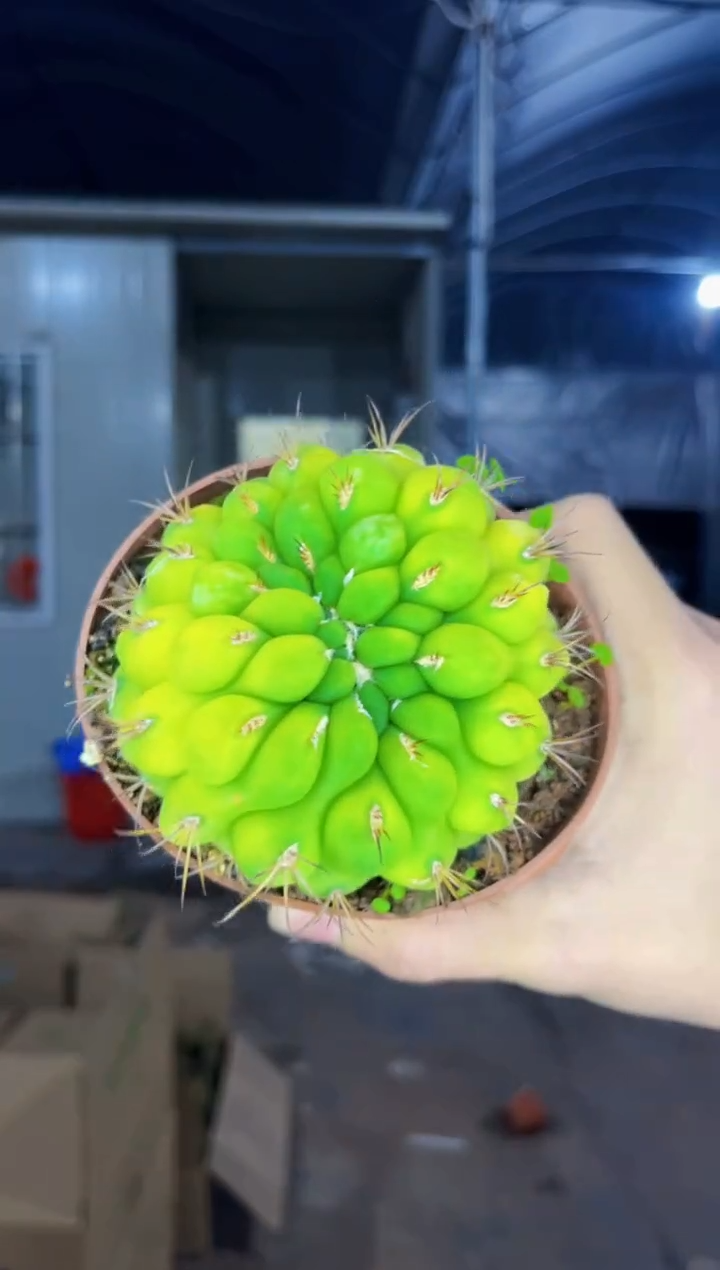 【闪购商品】一物一拍天子玉自然锦缀化