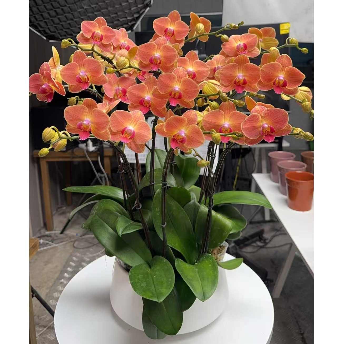 年宵花蝴蝶兰【三文鱼】开花鲜花客厅高档送礼绿植盆栽室内种植带花