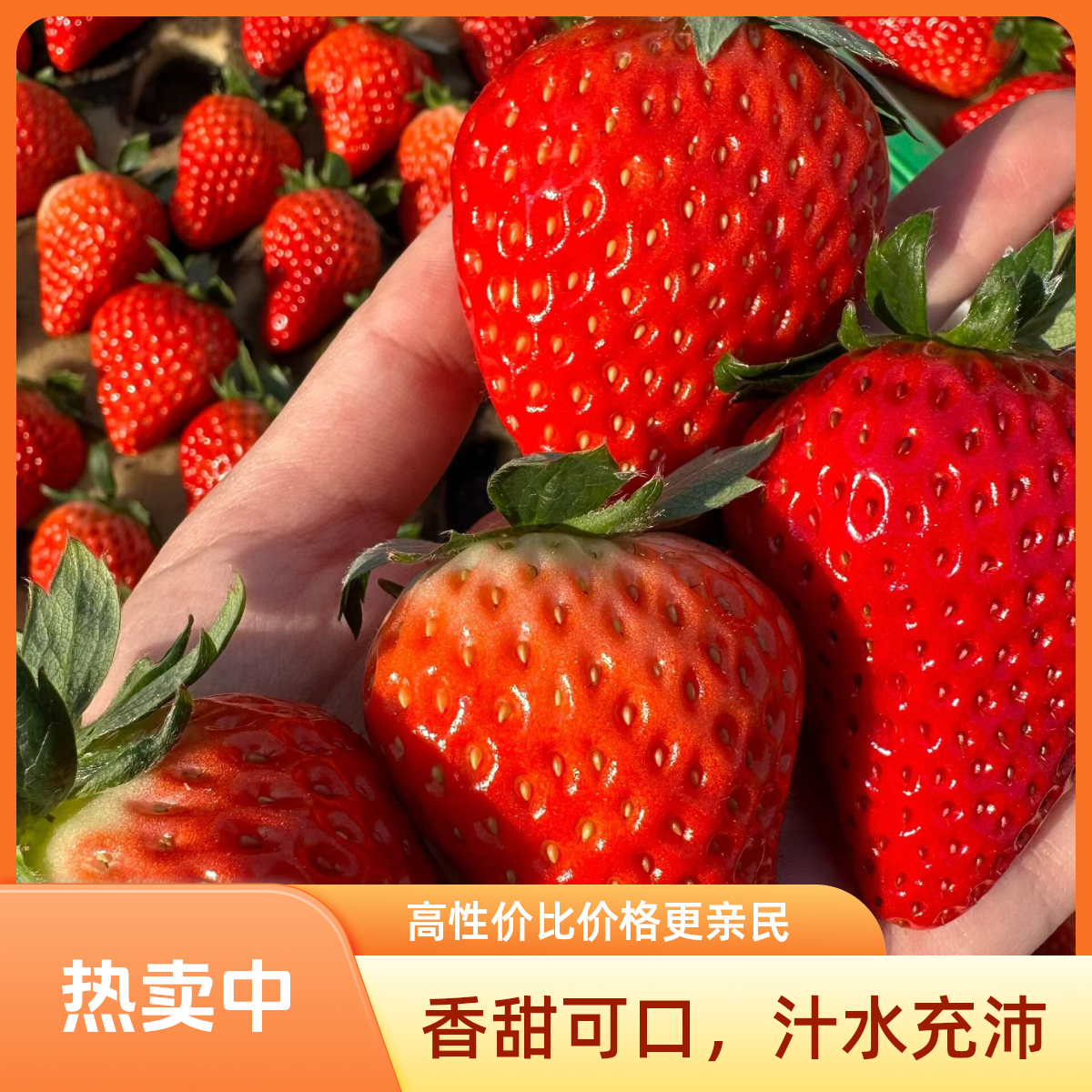 新鲜奶油草莓-中果-500g