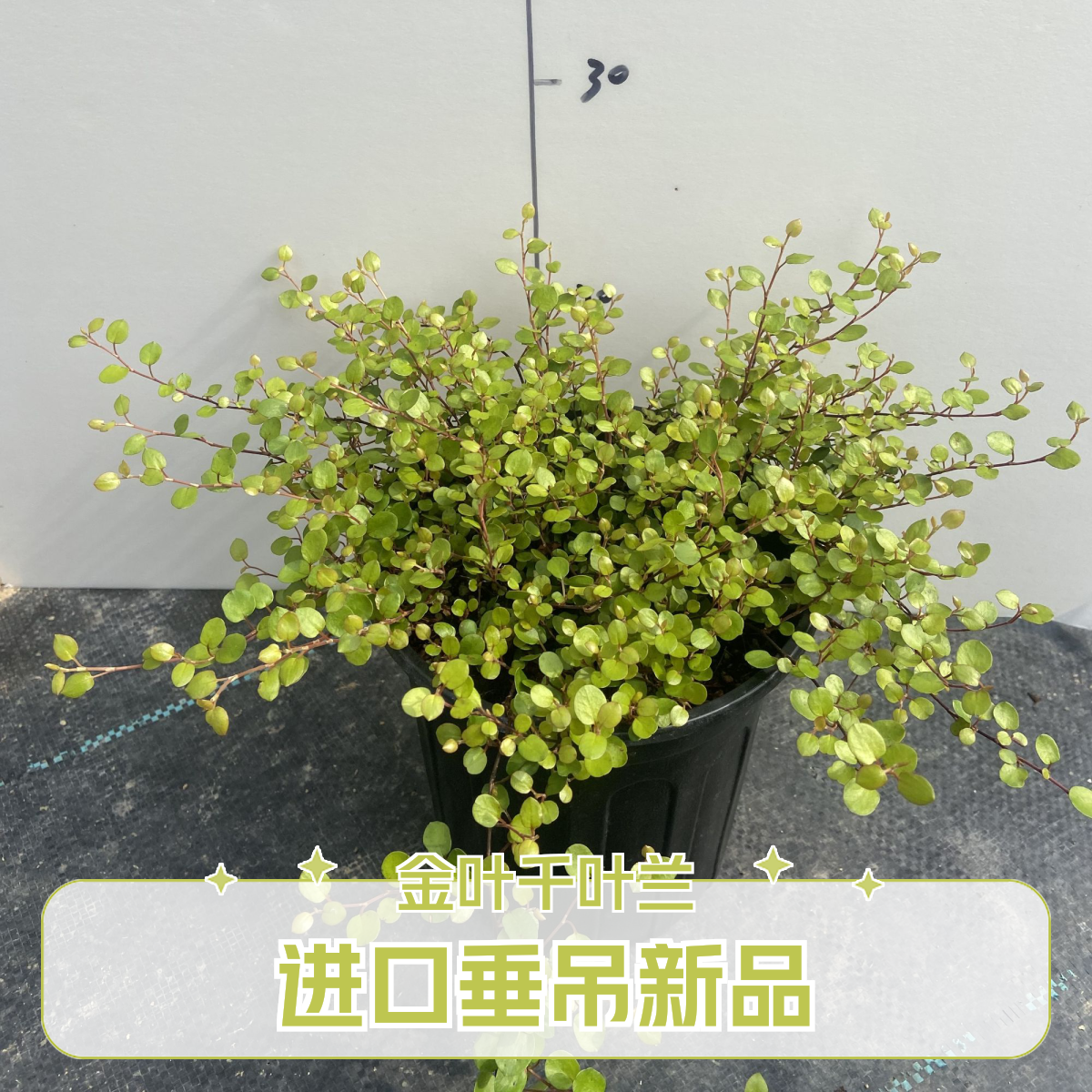 阳台绿植进口金叶千叶兰“黄金娇娃”新品丛生垂吊常绿观叶庭院植物
