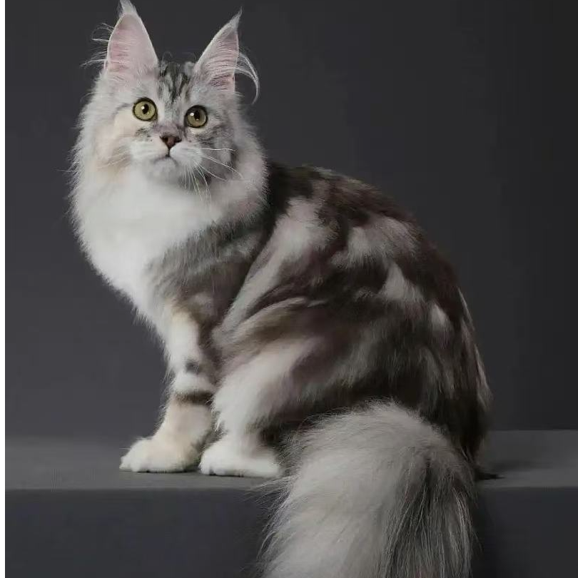 俄系大体缅因猫（小静）