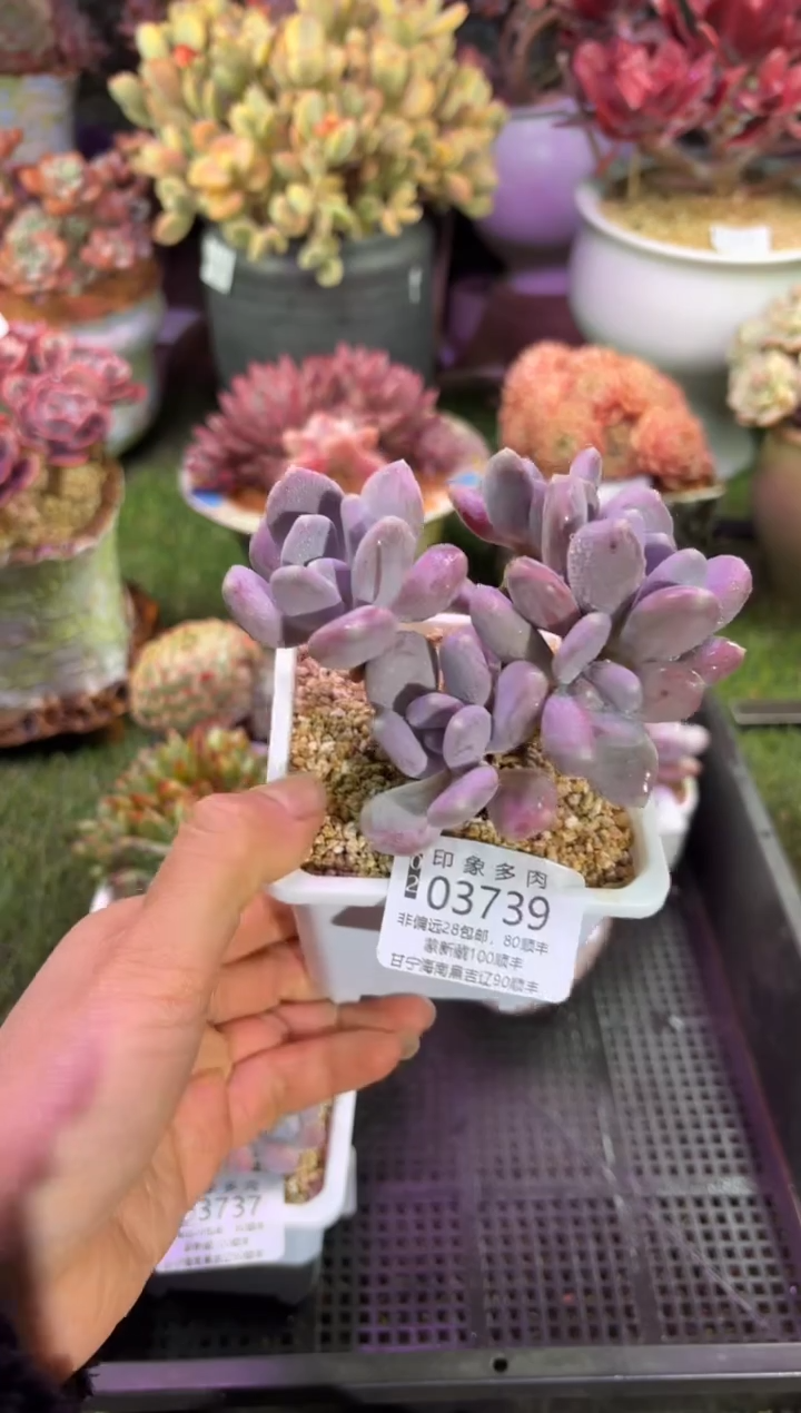 【闪购商品】03739