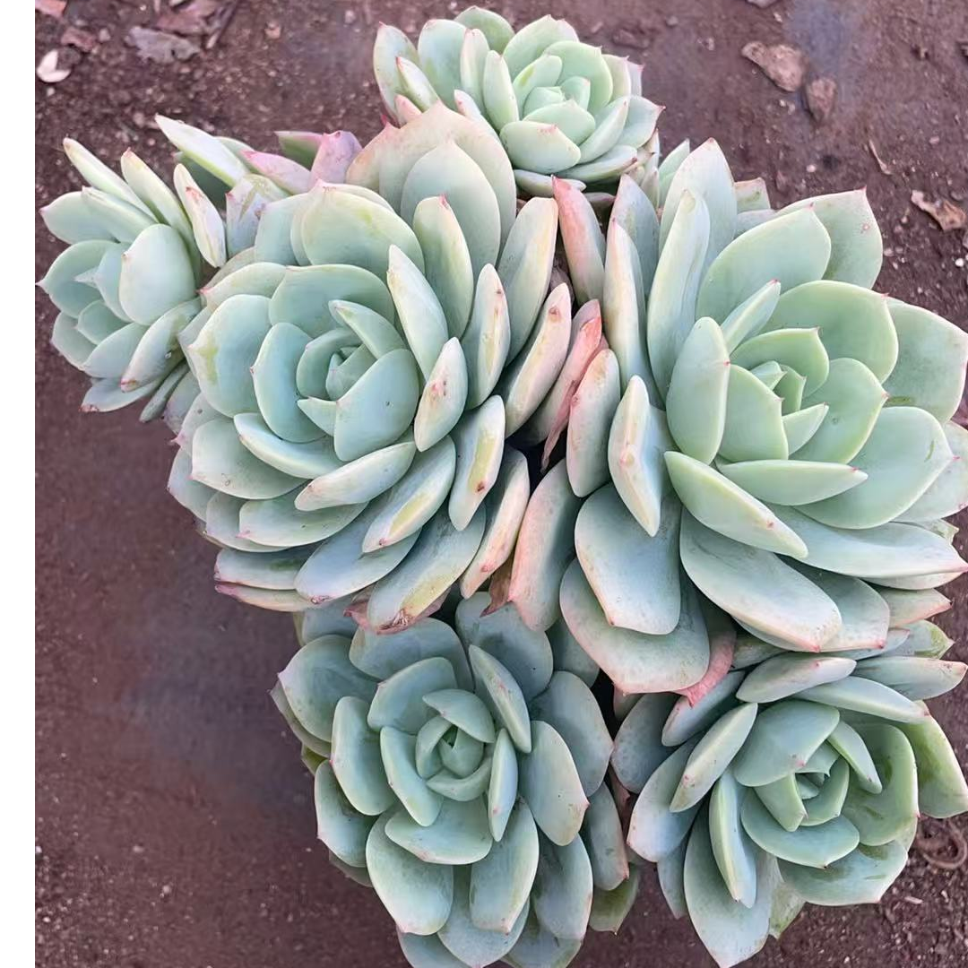星花怒放恋曲多肉植物适合阳台栽种养护美观易活