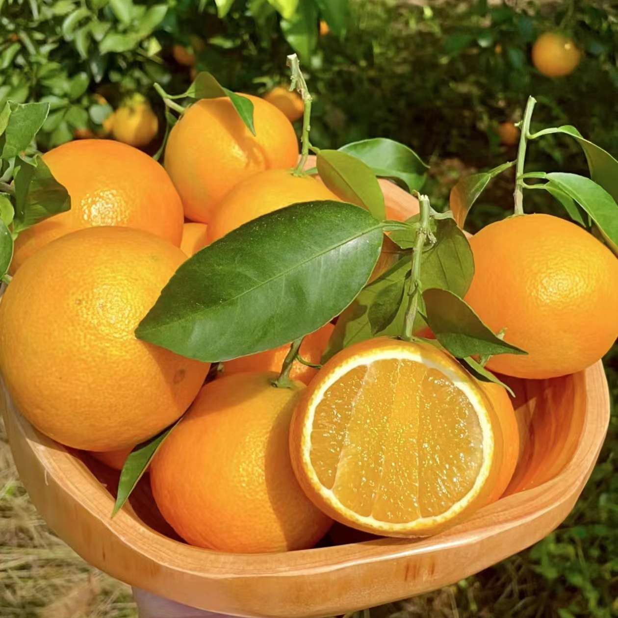 爱媛果冻橙4.2/9斤包邮