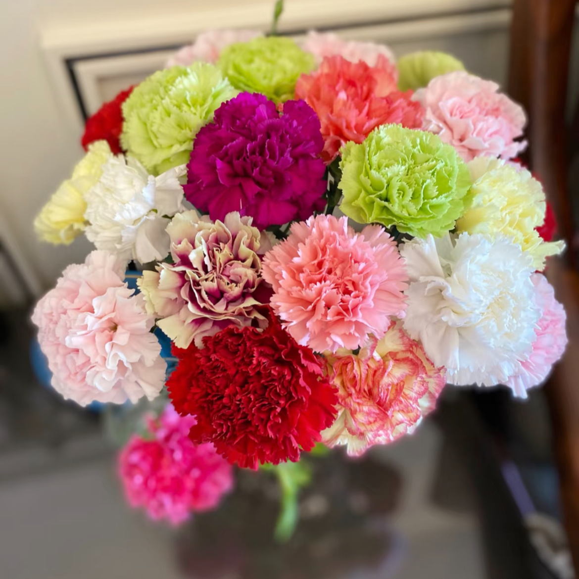 豆豆【康乃馨混色】同地址两单顺丰或京东送货上门+配草1扎