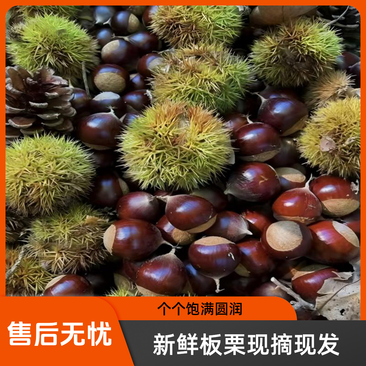 大别山新鲜带壳板栗口感粉糯香脆清甜可做炒货零食坚果