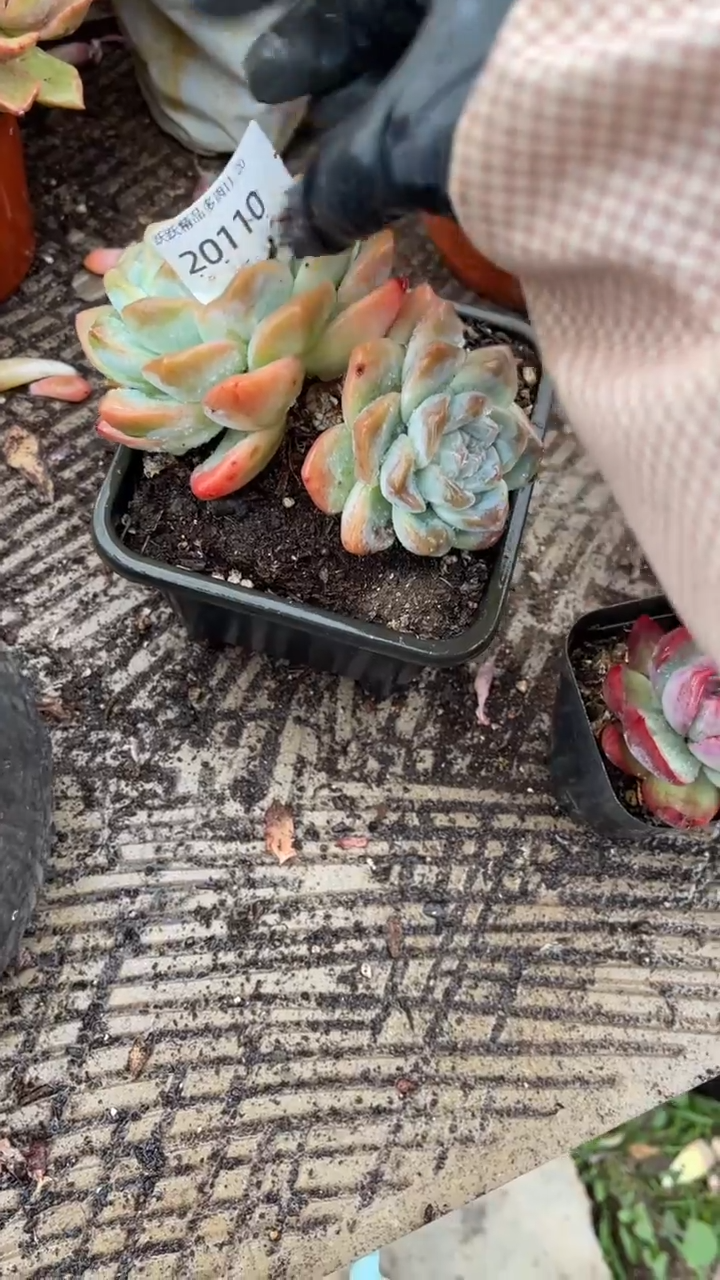 肯跃跃精品多肉20110