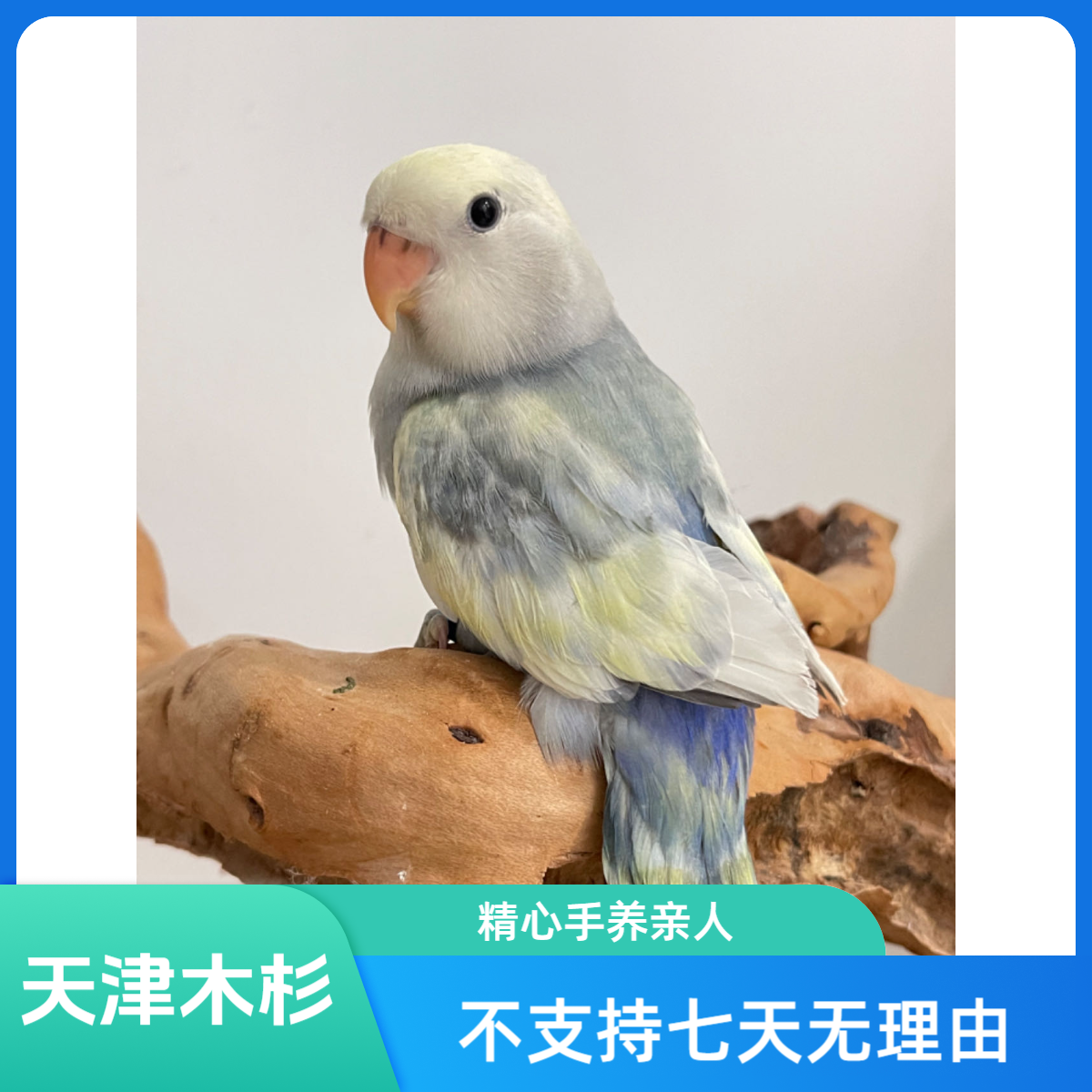 手养牡丹鹦鹉幼鸟（直播间链接）