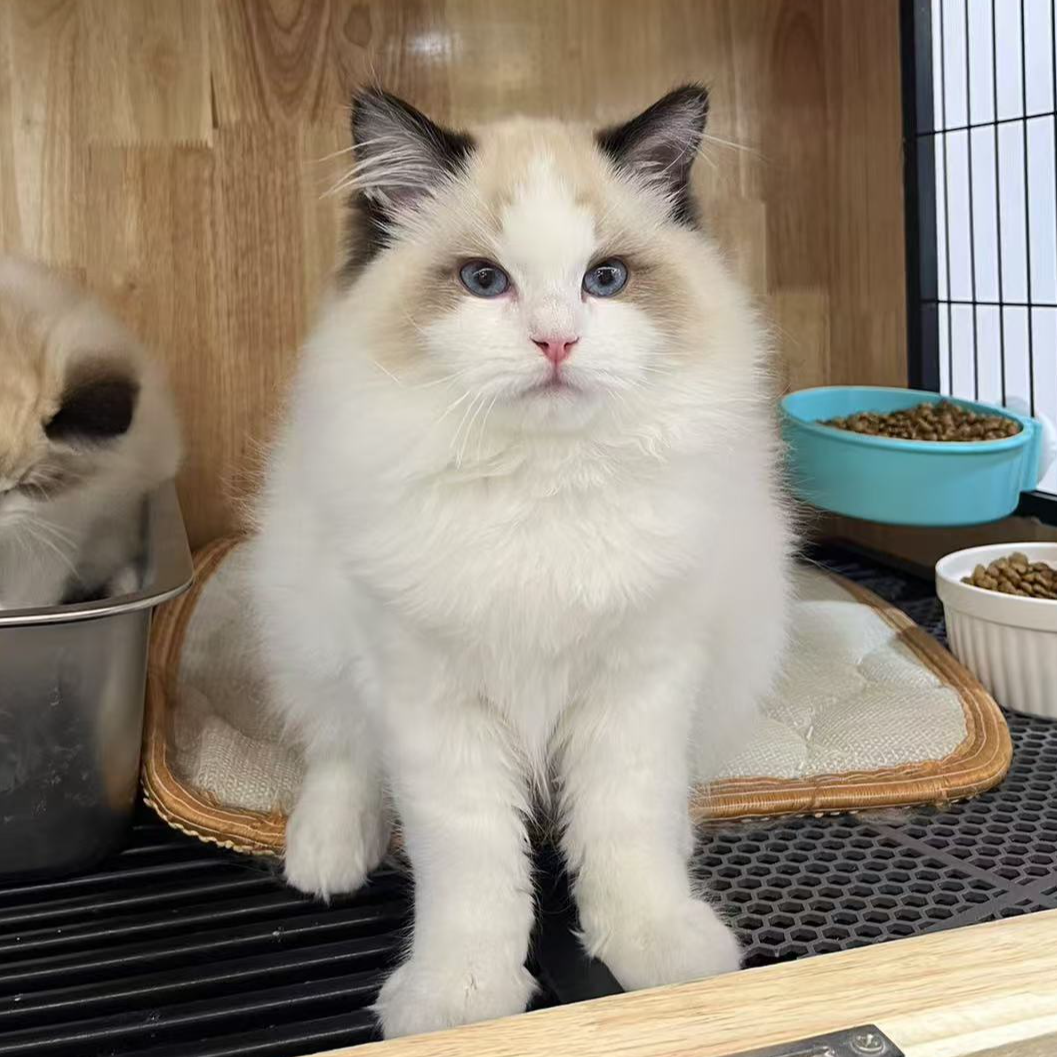 来了姊妹-海双布偶猫 弟弟 35