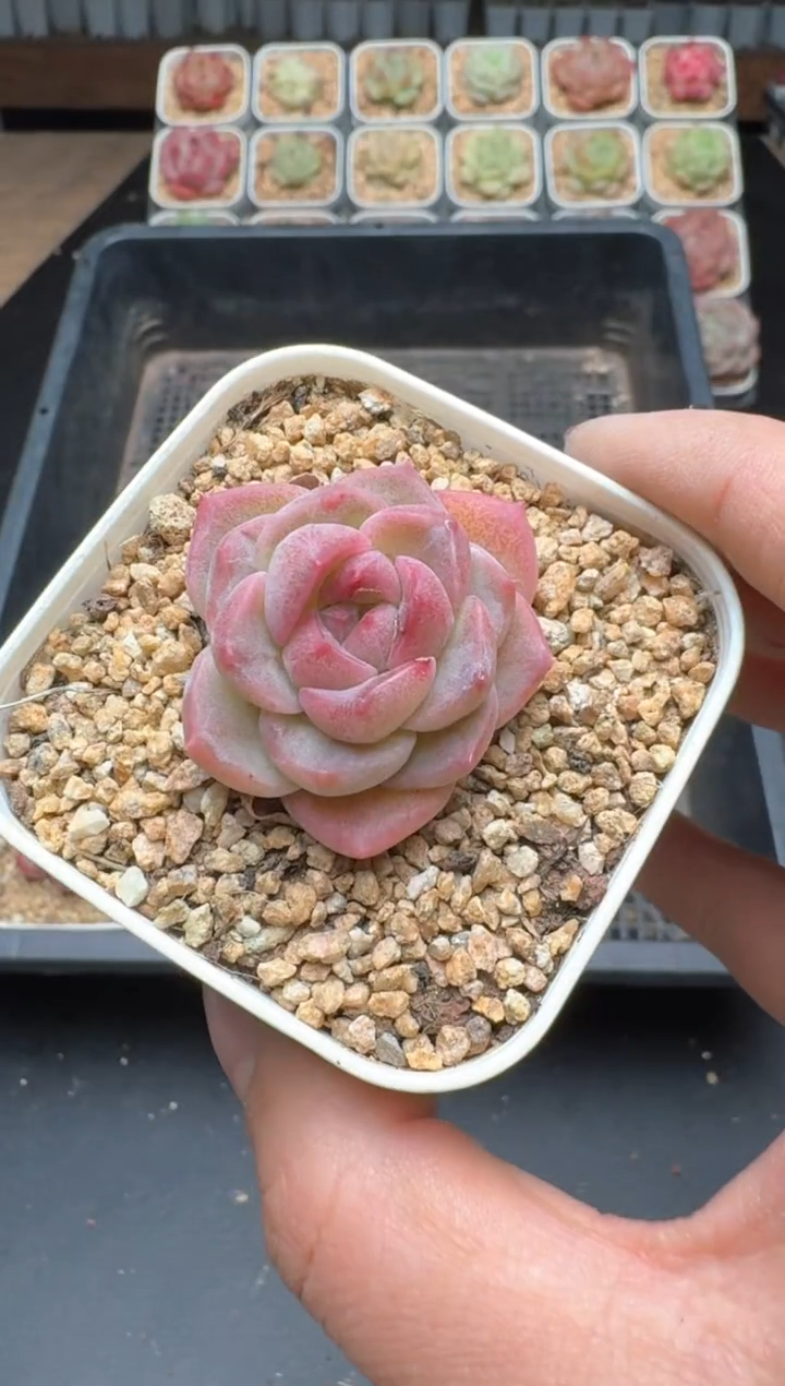 【闪购商品】960B物拍多肉带盆土6.5杯拍3颗包柚