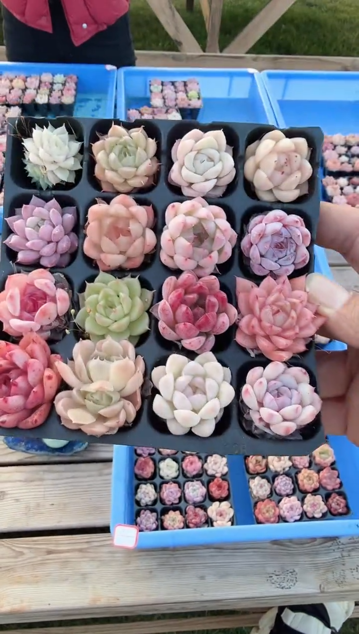 东云多肉园新款-162