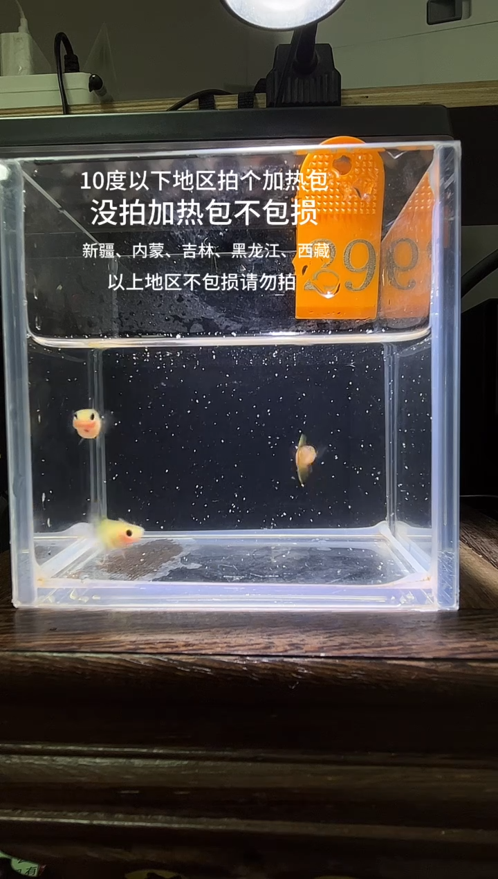 孔雀鱼粉猫普通体29