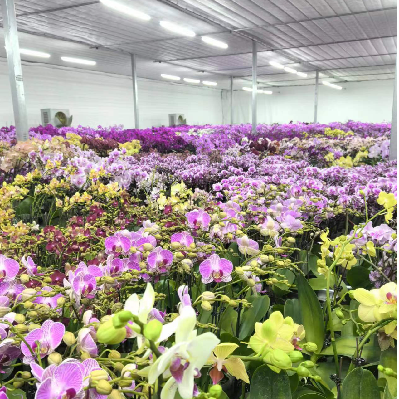 和成花卉【三颗花后苗带花发货 带瑕疵】不分品种不分杯型随机发货