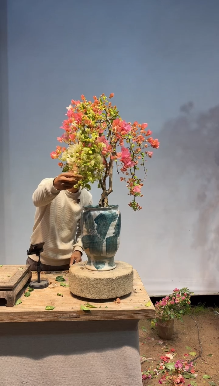 以实际为准三角梅96