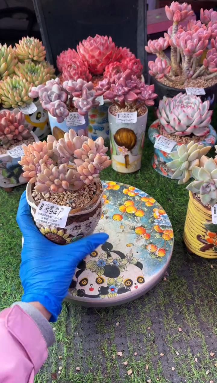 昆明印象多肉5947