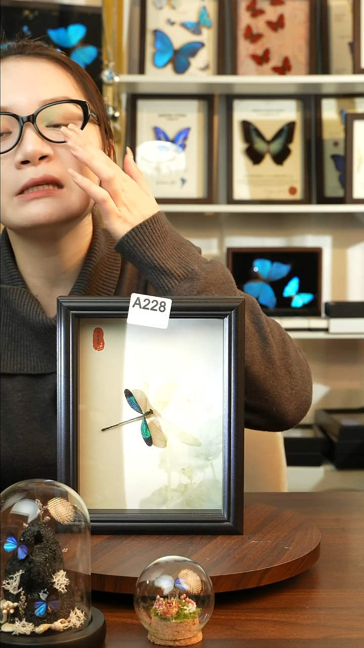 华艳色蟌（8寸欧式黑框）真昆虫标本A228