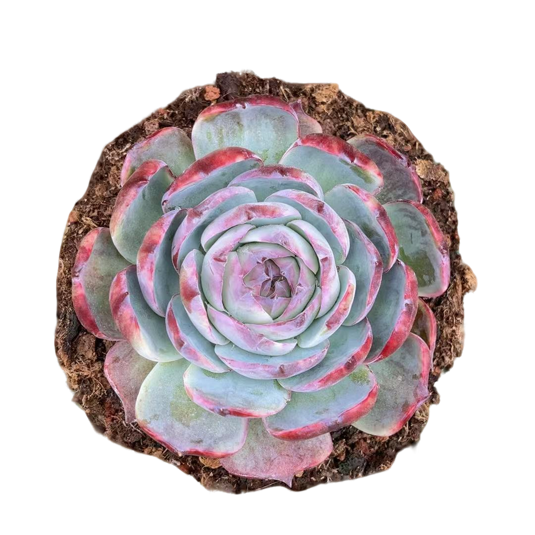 小星崽 原始拉丝惊鸿【满19包邮】