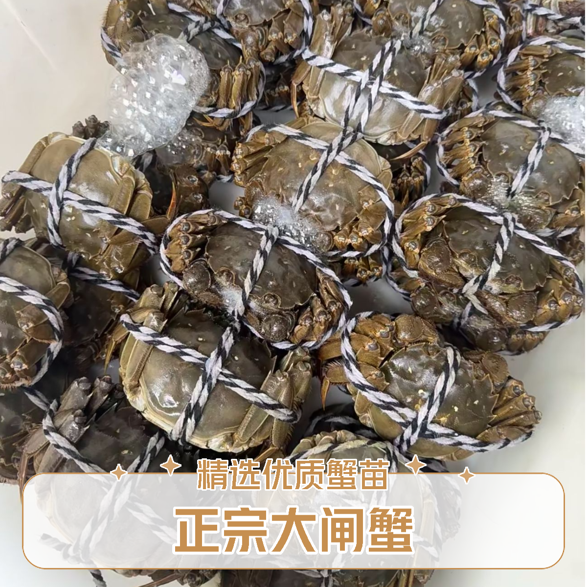 江苏大闸蟹二两半母1只 规格2.2-2.5两 鲜活发货