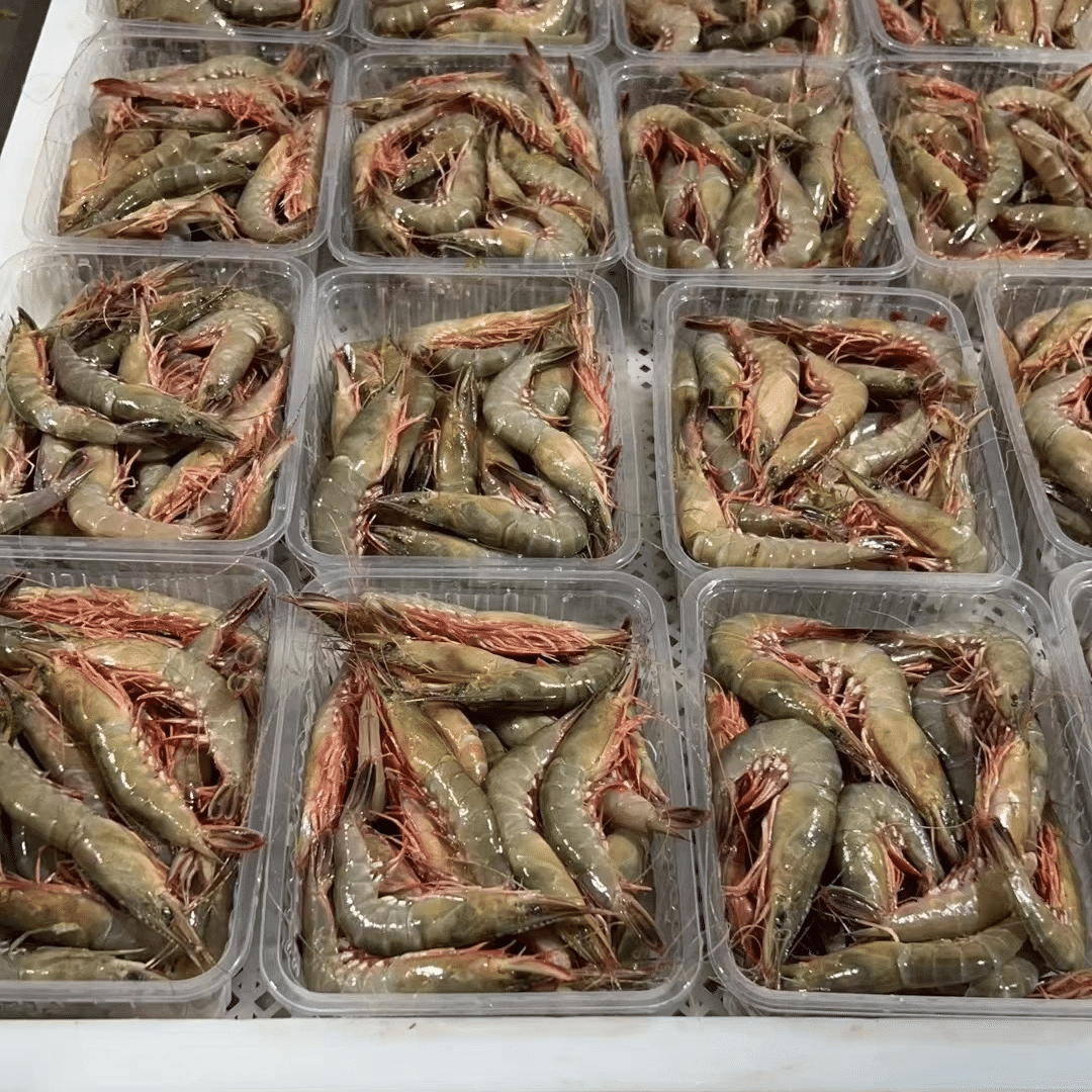 吕四渔港海捕金钩虾滑皮虾剑虾硬壳虾青壳虾硬葱条虾呛虾新鲜直送