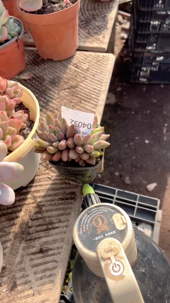 碧***✨跃跃精品多肉04032