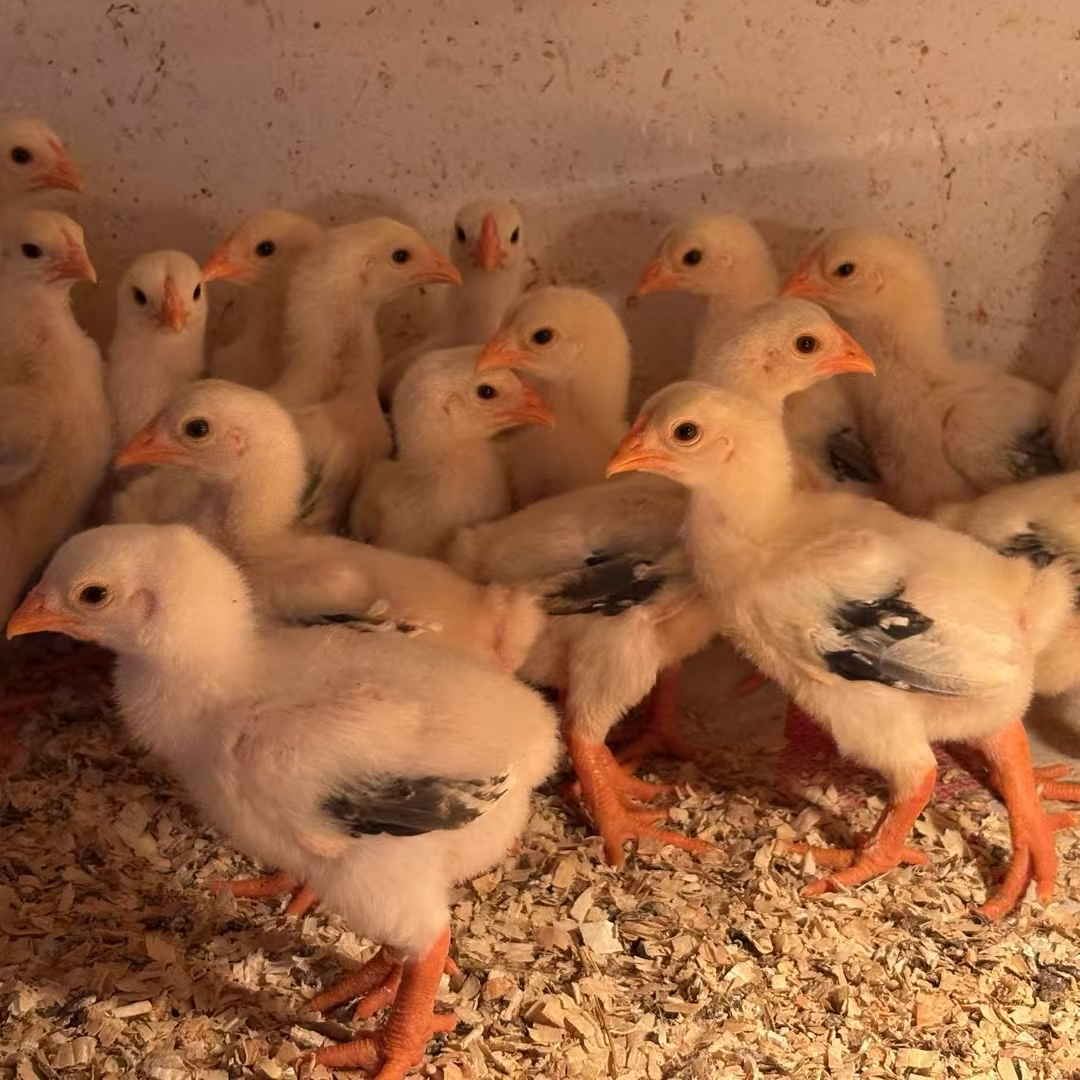 宠物鸡 纯种东涛鸡1.5斤