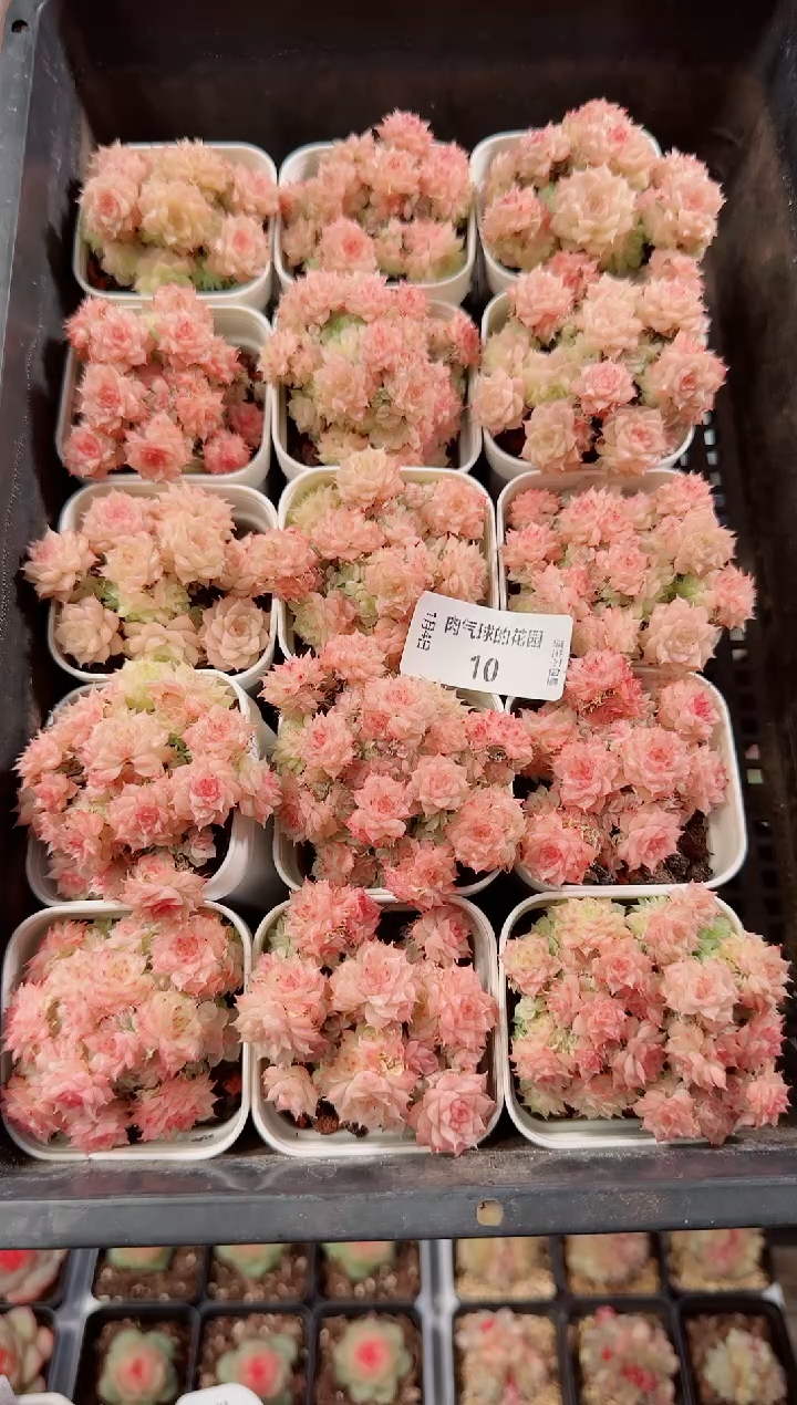 0104-10福利麦秆多肉量拍任意发一颗群生不包整