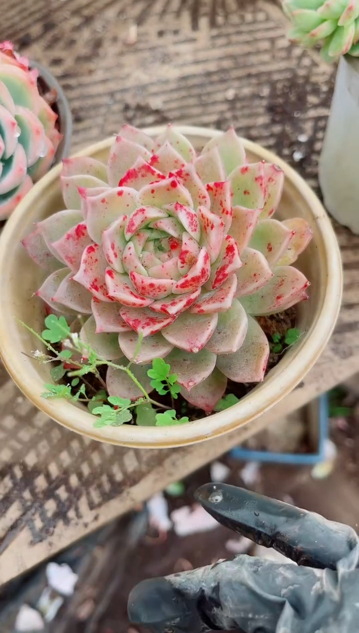 叮**?跃跃精品多肉23115