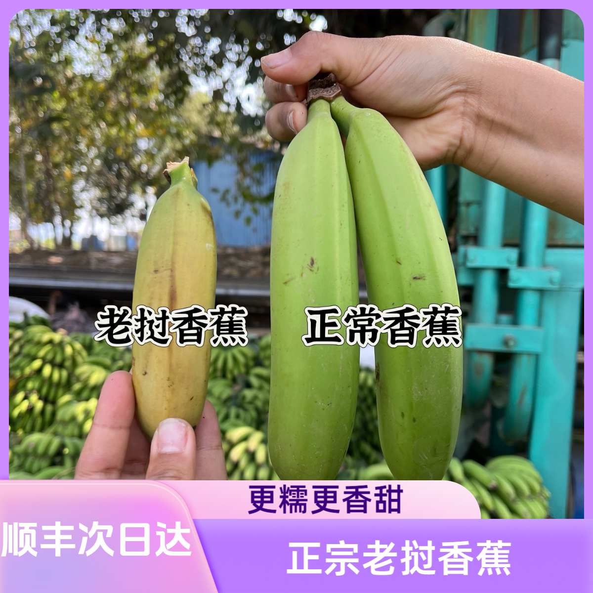 顺丰快递【次日达】正宗老挝【进口】高山香蕉 软糯香甜【个头偏短】不打拉长剂 膨大剂 3斤装