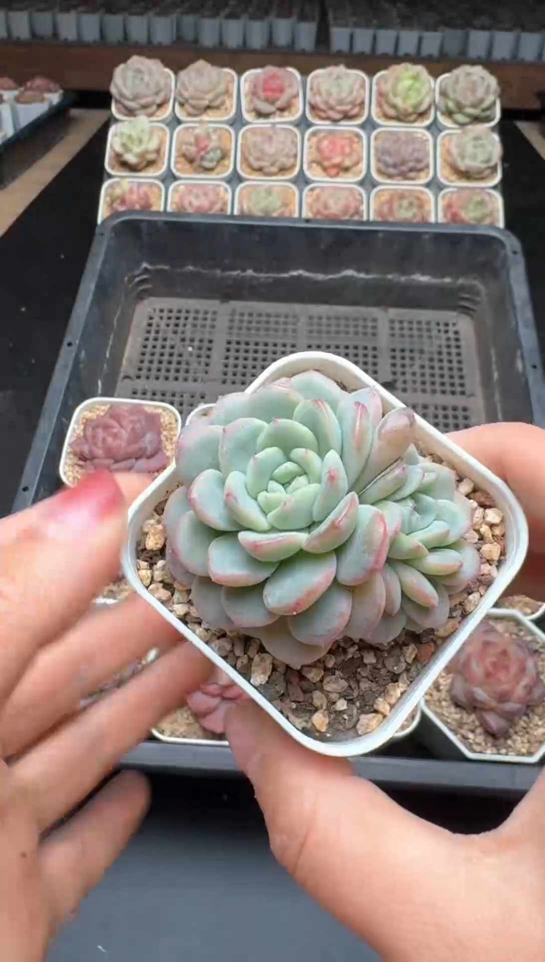 【闪购商品】389号一物一拍珍妮多肉花卉植物3颗起发