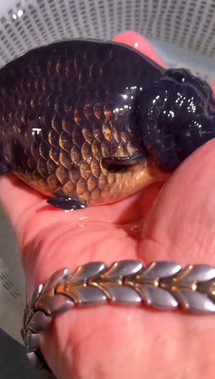 狮头鱼是****儿兰寿金鱼一只