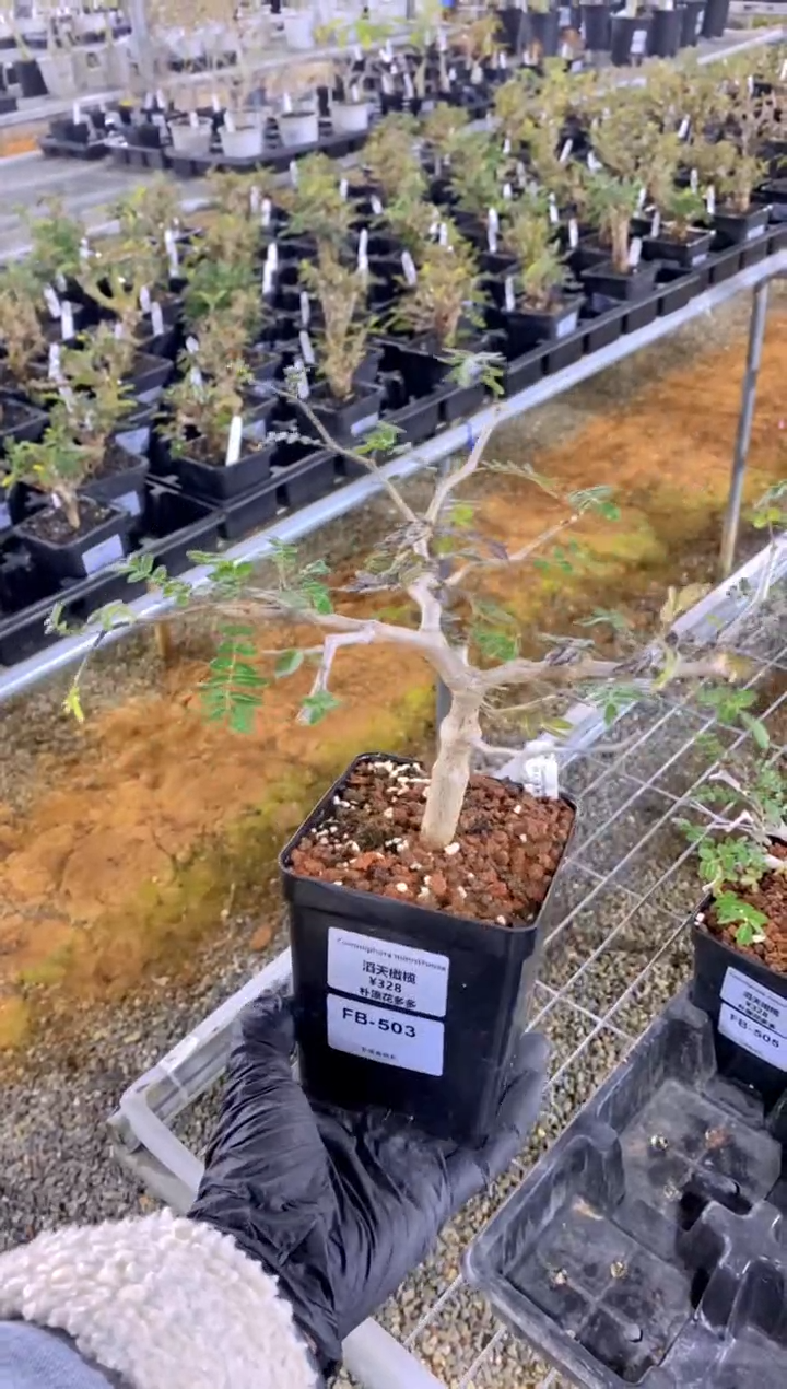 【闪购商品】滔天橄榄FB-503