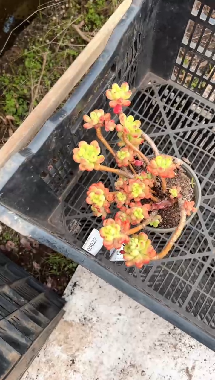 冰*多肉植物一物一拍13364