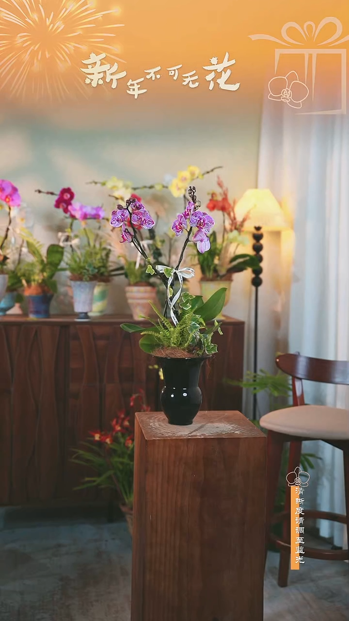 大部分花苞少量开放蝴蝶兰组合盆栽