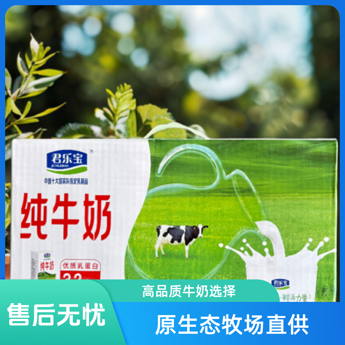 （利辛闪送）君乐宝纯牛奶250毫升x20