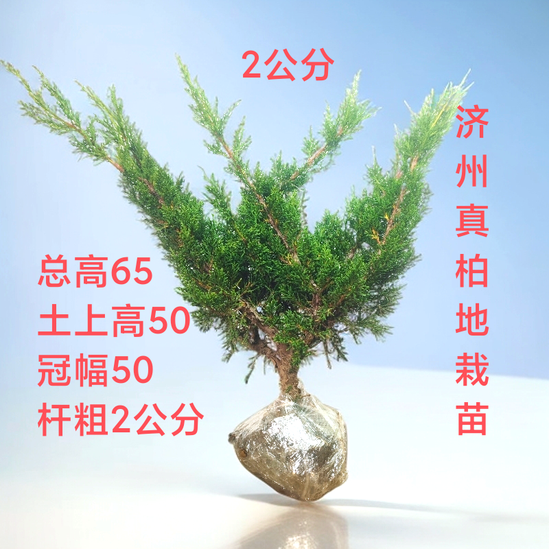 济州真柏地栽苗柏树盆景松树盆景可以做各种造型盆景根系发达