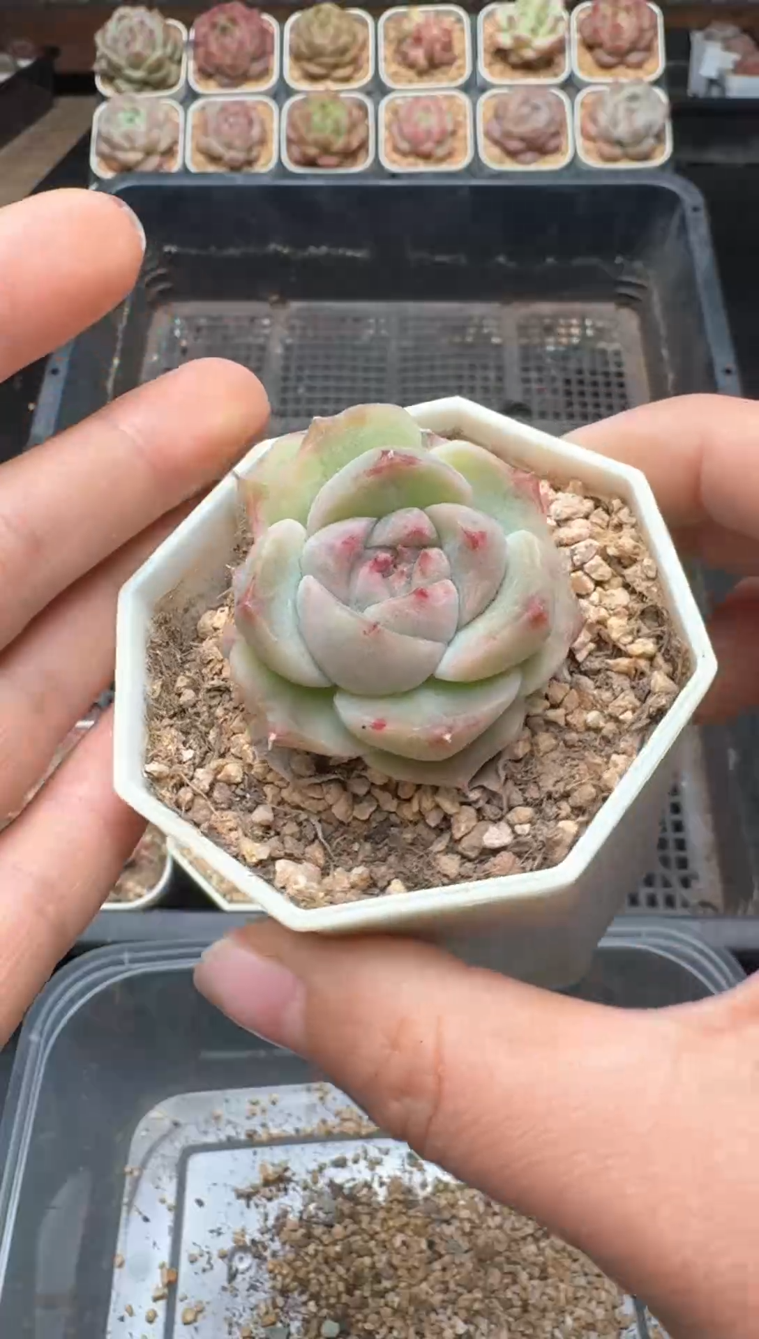 【闪购商品】545A号一物一拍多肉花卉植物拍3颗起发