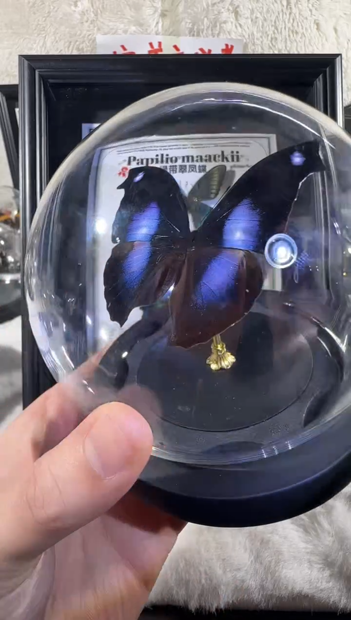 木蓓**谁爱情鸟水晶球 